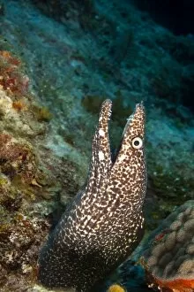Images Dated 12th March 2007: Spotted Moray Eel (Gymnothorax moringa), Utila, North Side, Bay Islands, Honduras