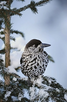 Spruce Prints: Spotted Nutcracker (Nucifraga caryocatactes), adult perched on Norway spruce ruffled