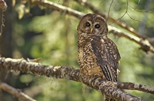 Hood Prints: Spotted Owl in Mt. Hood Forest, Oregon, USA