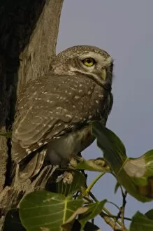Images Dated 22nd October 2006: Spotted Owlet (Athene brama). Bharatpur National Park or Keoladeo Ghana Sanctuary
