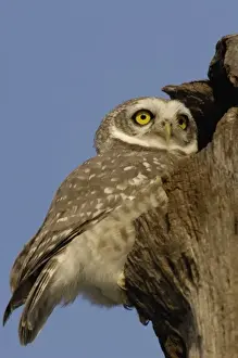 Spotted Owl Prints: Spotted Owlet (Athene brama). Bharatpur National Park or Keoladeo Ghana Sanctuary