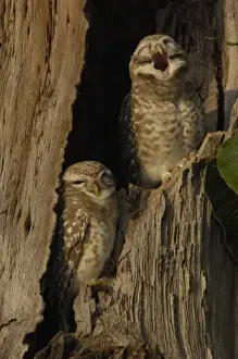 Specie Prints: Spotted Owlets (Athene brama). Bharatpur National Park or Keoladeo Ghana Sanctuary