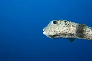 Images Dated 11th March 2007: Spotted Puffer (Chilomyclerus atinga), Utila, Bay Islands, Honduras, Central America