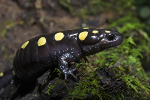 Images Dated 28th July 2014: Spotted Salamander (Ambystoma maculatum) CAPTIVE