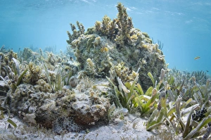 Sting Prints: Spotted Scorpionfish (Scorpaena plumieri) hiding, Lighthouse Reef Atoll, Belize