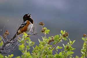 Prints of Spotted towhee singing in Theodore Roosevelt National Park, North Dakota, USA. (Editorial Use Only) Images Dated 2024 September: Spotted towhee singing in Theodore Roosevelt National Park
