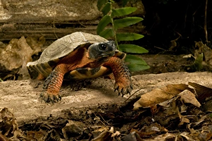 Images Dated 23rd July 2005: Spotted Turtle, Clemmys guttata, a pond and woodland turtle of the Eastern United States