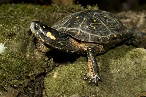 Images Dated 7th August 2006: Spotted Turtle, Clemmys guttata, a pond and woodland turtle of the Eastern United States
