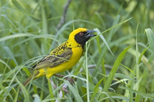 Specie Prints: Spottedbacked Weavers searching for nesting material