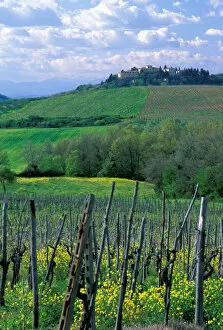 Images Dated 7th March 2006: A sprawling vineyard in the rolling hills of Tuscany, Italy