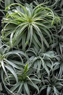 Succulent Prints: Spreading Airplant