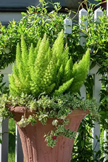 Ice Plant Prints: Sprenger's Asparagus and Ice plant in planter
