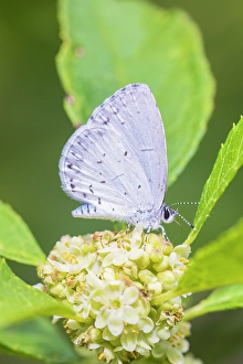 Images Dated 10th June 2024: Spring azure on winterberry bloom, Marion County, Illinois