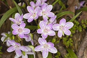 Images Dated 2nd April 2011: Spring Beauty flowers, Bernheim Forest, Kentucky