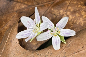 Images Dated 2nd April 2011: Spring Beauty flowers, Bernheim Forest, Kentucky