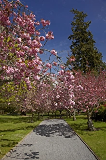 Christchurch Prints: Spring Blossom, Ashburton Domain, Mid-Canterbury, South Island, New Zealand