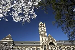 Images Dated 13th September 2005: Spring Blossom and Clock Tower, Historical Registry Building, University of Otago
