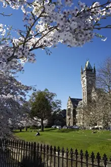 Spring Blossom and Clock Tower, Historical Registry Building, University of Otago