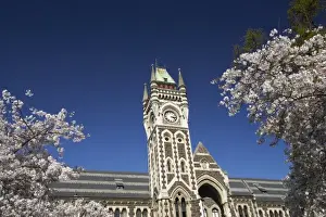 College Prints: Spring Blossom and Clock Tower, Historical Registry Building, University of Otago