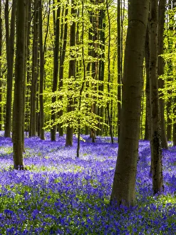 Images Dated 21st April 2016: Spring in the Blue Forest