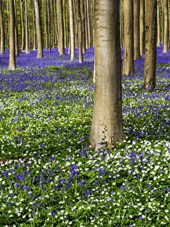 Belgium Prints: Spring in the Blue Forest