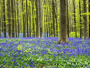 Images Dated 22nd April 2016: Spring in the Blue Forest