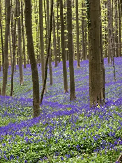 Images Dated 22nd April 2016: Spring in the Blue Forest