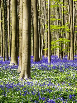 Images Dated 21st April 2016: Spring in the Blue Forest
