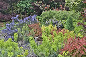 Spring color with deer proof shrubs and trees, Sammamish, Washington State