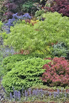 Yard Prints: Spring color with deer proof shrubs and trees, Sammamish, Washington State