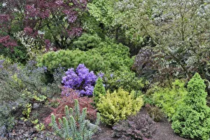 Spring color with deer proof shrubs and trees, Sammamish, Washington State