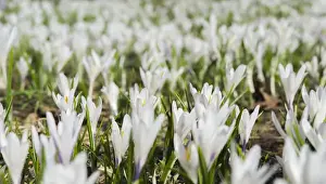 Images Dated 11th May 2012: Spring Crocus (Crocus vernus) in the austrian alps in the Eng valley