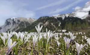 Images Dated 11th May 2012: Spring Crocus (Crocus vernus) in the austrian alps in the Eng valley