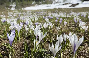 Images Dated 11th May 2012: Spring Crocus (Crocus vernus) in the austrian alps in the Eng valley