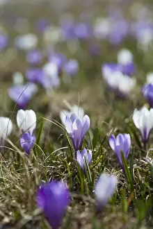 Crocus Prints: Spring crocus (Crocus vernus) is a harbinger of spring in the high mountains of the alps