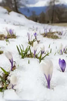 Images Dated 21st April 2012: Spring Crocus (Crocus vernus) in the south tyrolian alps are the harbinger of spring