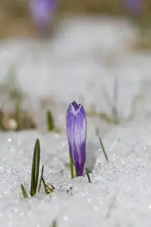 Crocus Prints: Spring Crocus (Crocus vernus) in the south tyrolian alps are the harbinger of spring