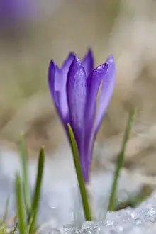 Images Dated 21st April 2012: Spring Crocus (Crocus vernus) in the south tyrolian alps are the harbinger of spring