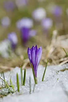 Images Dated 21st April 2012: Spring Crocus (Crocus vernus) in the south tyrolian alps are the harbinger of spring