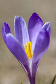 Images Dated 21st April 2012: Spring Crocus (Crocus vernus) in the south tyrolian alps are the harbinger of spring