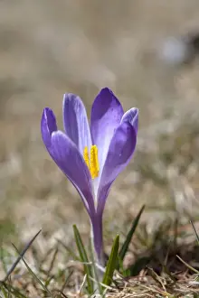 Images Dated 21st April 2012: Spring Crocus (Crocus vernus) in the south tyrolian alps are the harbinger of spring
