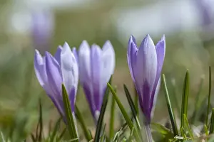 Images Dated 21st April 2012: Spring Crocus (Crocus vernus) in the south tyrolian alps are the harbinger of spring