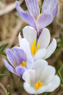 Images Dated 21st April 2012: Spring Crocus (Crocus vernus) in the south tyrolian alps are the harbinger of spring