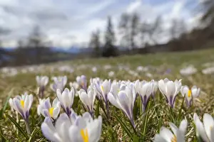 Images Dated 21st April 2012: Spring Crocus (Crocus vernus) in the south tyrolian alps are the harbinger of spring