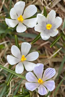 Images Dated 21st April 2012: Spring Crocus (Crocus vernus) in the south tyrolian alps are the harbinger of spring