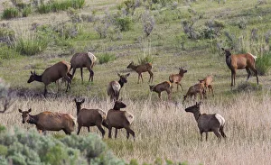 Spring elk herd, cows and calves