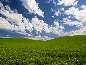 Palouse Prints: Spring fields of peas