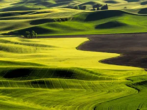Images Dated 10th June 2015: Spring fields of wheat, peas and barley