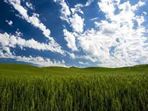 Palouse Prints: Spring fields of wheat, peas and barley