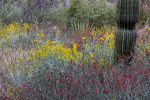 Spring floral desert gardens at the Arizona Sonoran Desert Museum in Tucson, Arizona, USA